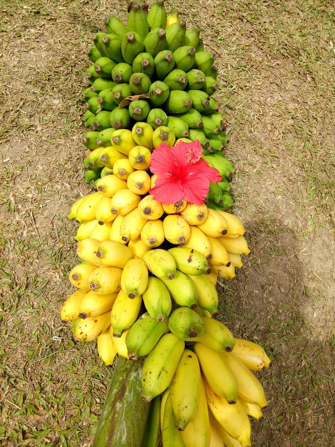 Chalets De Palma Hotel La Digue Eksteriør billede